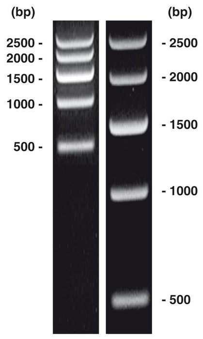 DNA-Marker short-run 1, DNA-Leiter (lyophil.) + Gelladepuffer nicht vorgefärbt (50 µg)