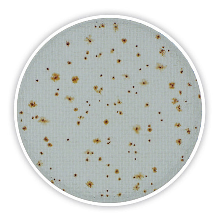 Compact Dry TC, steril, für die Mikrobiologie (40 Stk.)