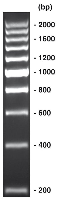 200 bp-DNA-Leiter, ready-to-use, nicht vorgefärbt (500 µl)