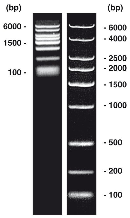DNA-Marker short-run extended, DNA-Leiter (lyophil.) + Gelladepuffer nicht vorgefärbt (50 µg)