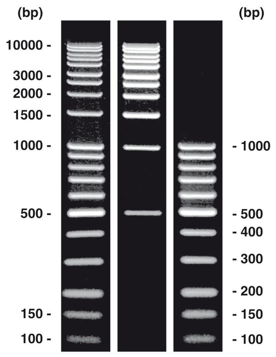 DNA-Leiter kombi (T833.1+Y014.1), DNA-Leiter (lyophil.) + Gelladepuffer nicht vorgefärbt 20 µg+50 µg (1 Set)