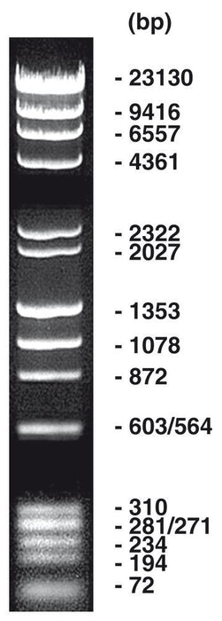 Lambda Hind III / phiX Hae III Marker, DNA-Leiter (lyophil.) + Gelladepuffer nicht vorgefärbt (50 µg)