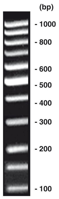 100 bp-DNA-Leiter equalized, DNA-Leiter (lyophil.) + Gelladepuffer nicht vorgefärbt 1 x 20 µg (20 µg)