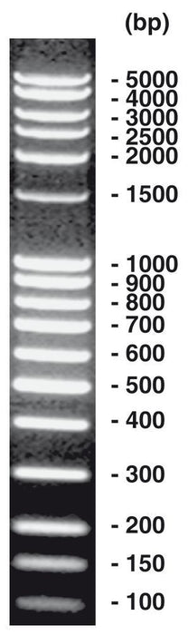 100 bp-DNA-Leiter extended, DNA-Leiter (lyophil.) + Gelladepuffer nicht vorgefärbt 1 x 50 µg (50 µg)