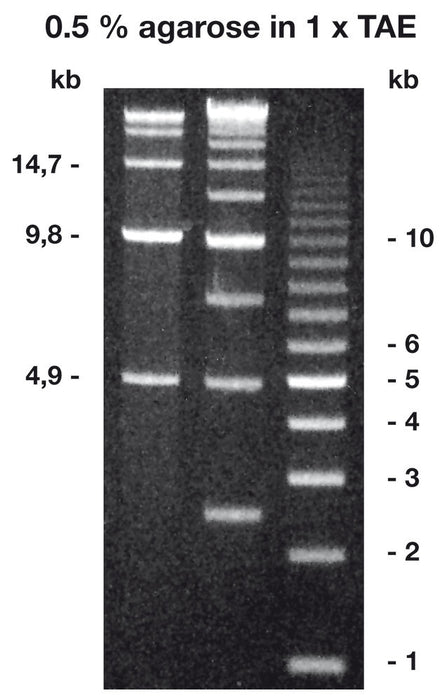 Agarose Broad Range ROTI®Garose, BioScience-Grade (10 g)
