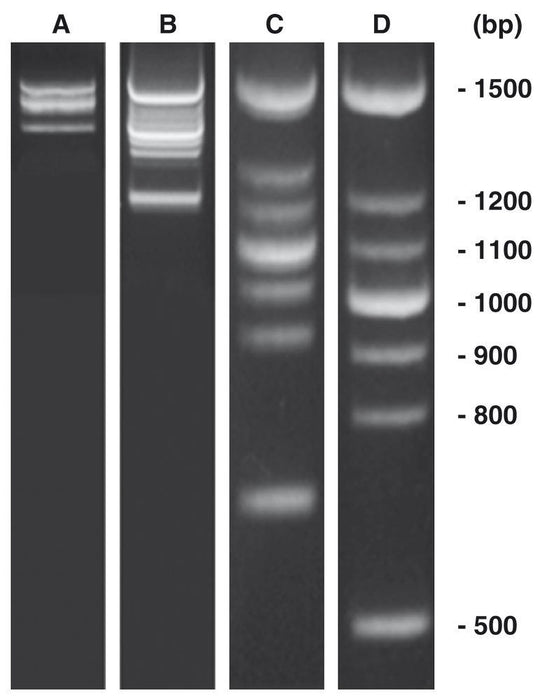 PCR-Marker DNAscore, DNA-Marker (lyophil.) + Gelladepuffer nicht vorgefärbt (50 µg)