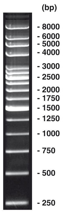 250 bp-DNA-Leiter, DNA-Leiter (lyophil.) + Gelladepuffer nicht vorgefärbt (50 µg)
