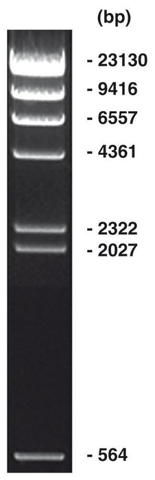 Lambda Hind III Marker, DNA-Leiter (lyophil.) + Gelladepuffer nicht vorgefärbt (100 µg)