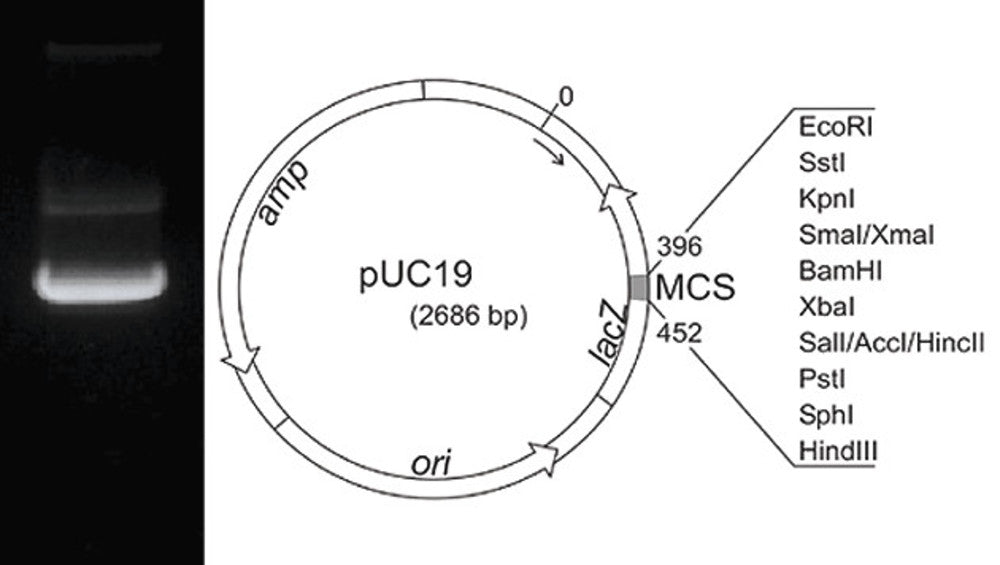 Plasmid-DNA pUC19, lyophilisiert (50 µg)
