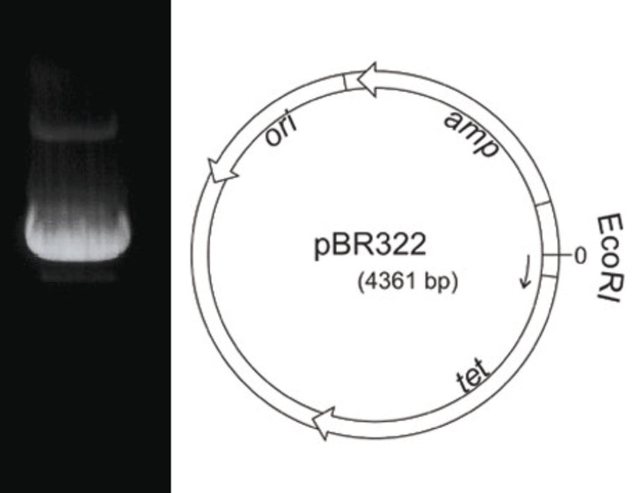 Plasmid-DNA pBR322, lyophilisiert (50 µg)