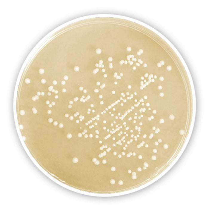 CASO-Agar, granuliert, Ph.Eur., für die Mikrobiologie (500 g)