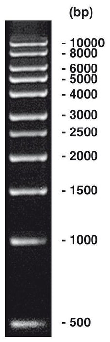1 kbp DNA-Leiter, DNA-Leiter (lyophil.) + Gelladepuffer nicht vorgefärbt (50 µg)